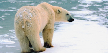 152 Polar Bear Thinkstock